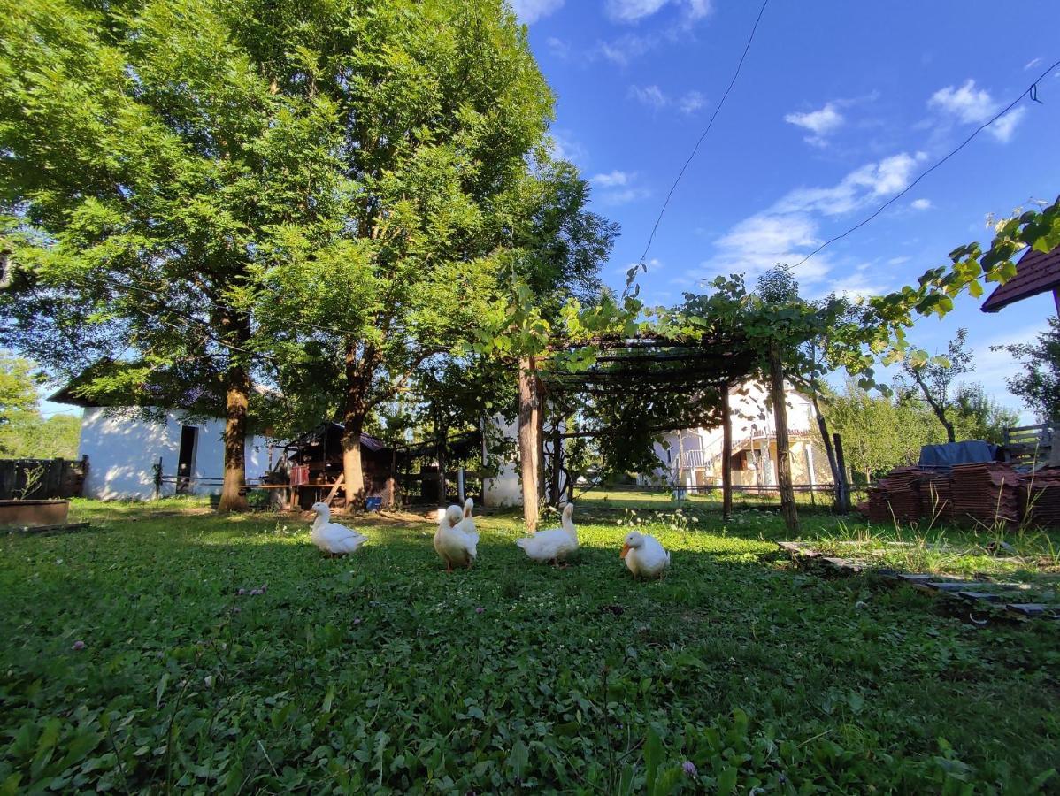 Apartments Eco Forest Resort ラコヴィツァ エクステリア 写真
